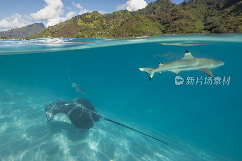 黑鳍礁鲨(Carcharhinus melanopterus)和粉红鞭鲨(Himantura fai)在莫奥里亚清澈的太平洋水域。